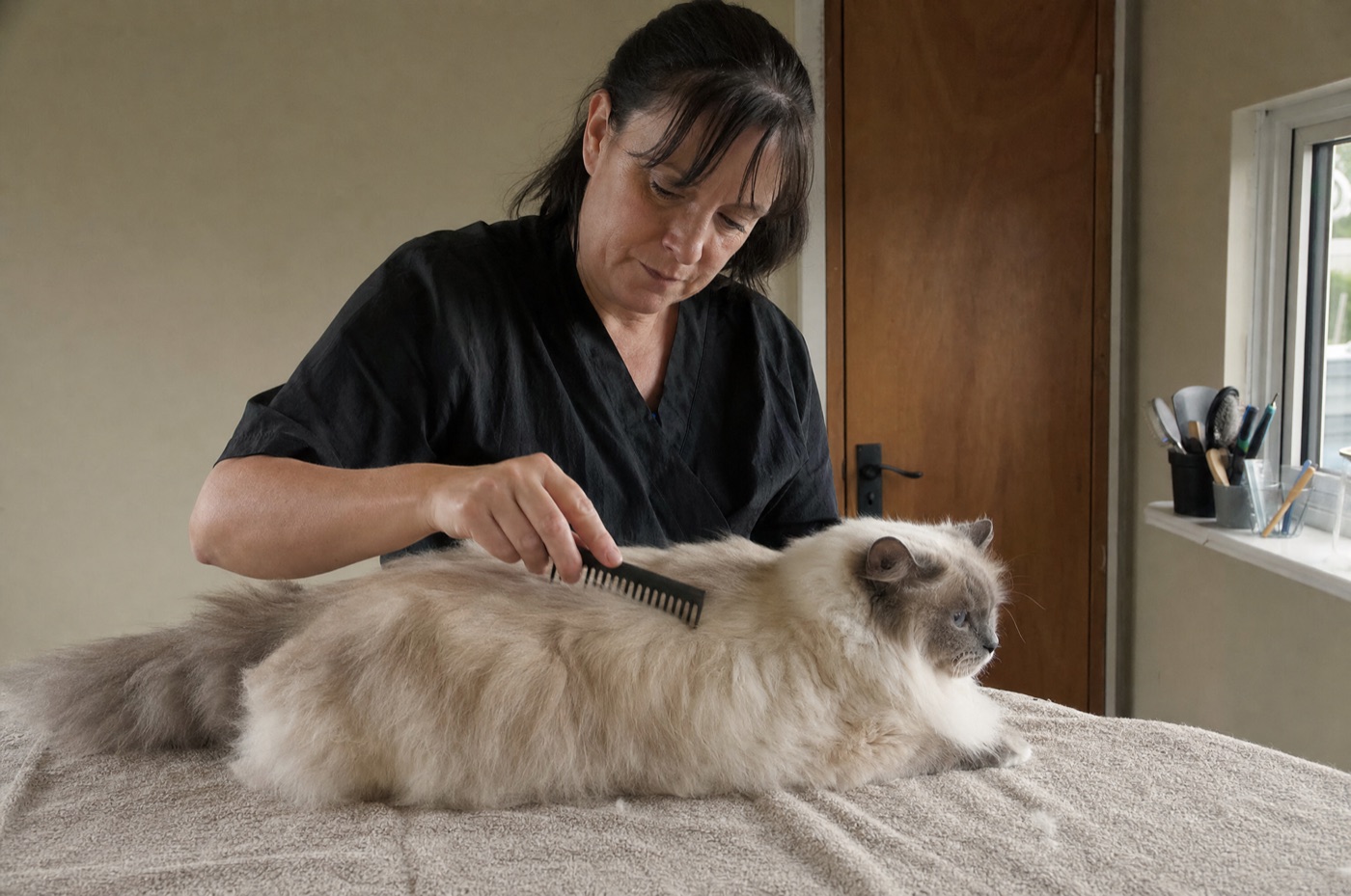 A groomer brushing out a longhaired cat's coat on a grooming table
