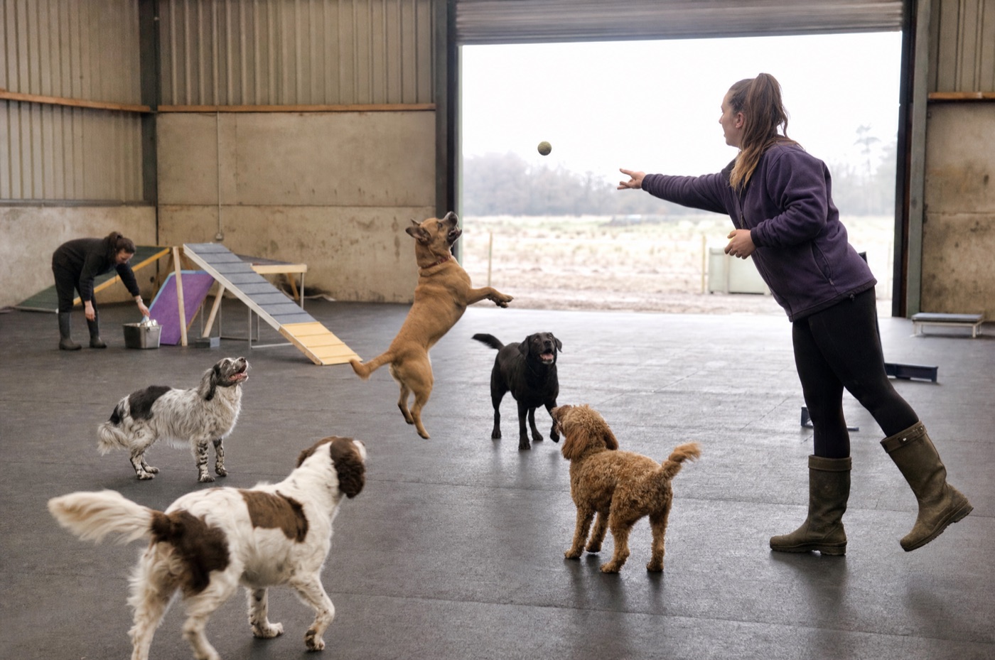Several dogs playing together in a supervised daycare run