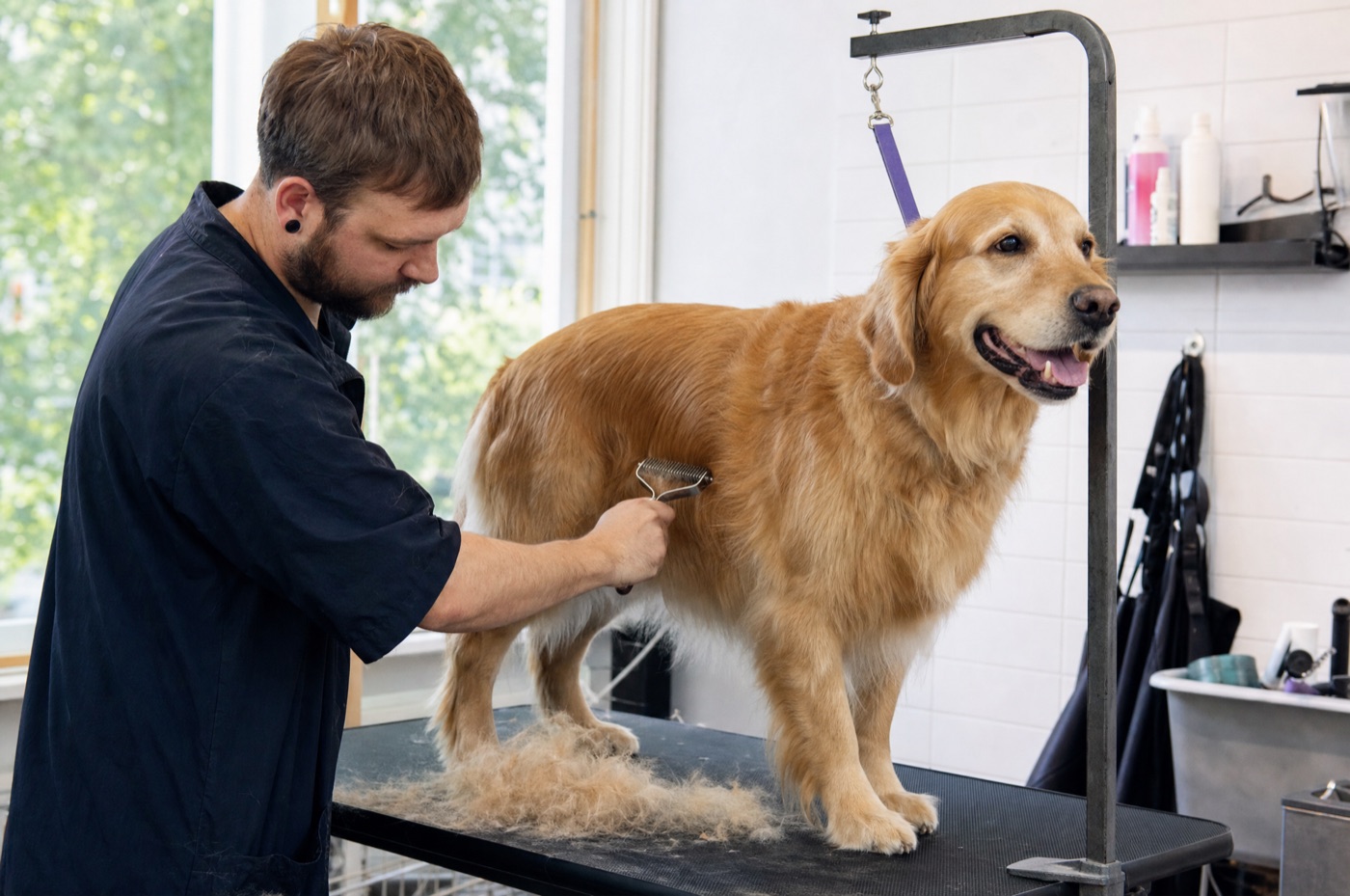 A groomer running an undercoat rake through a thick-coated dog, loose fur lifting away in tufts