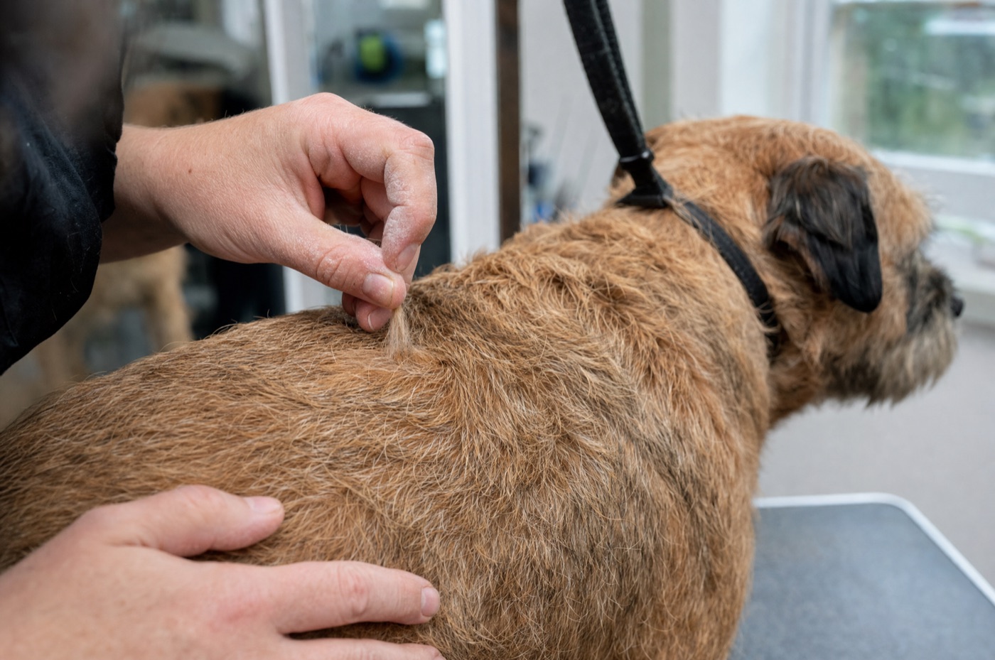 A groomer hand-stripping a wiry-coated terrier, plucking small sections of coat between finger and thumb